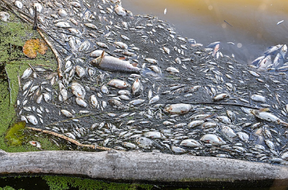 نفوق جماعي للأسماك قبالة نهر في ألمانيا وبولندا بسبب مادة سامة (فيديو)