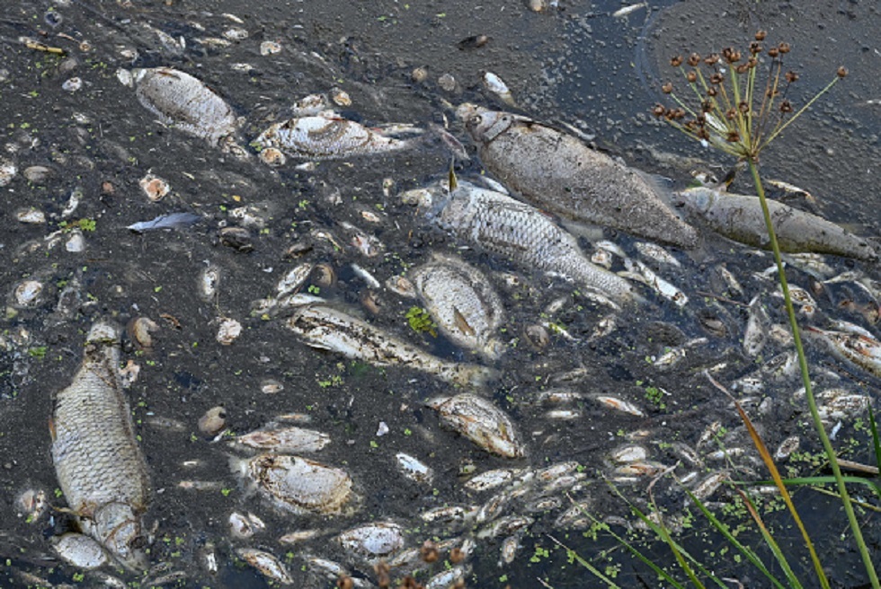 وزيرة ألمانية: نفوق الأسماك في نهر أودرا كارثة بيئية