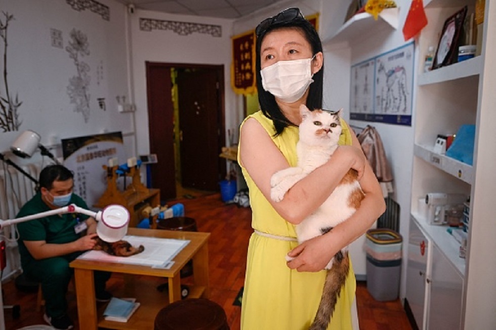 الوخز بالإبر علاج للكلاب والقطط في الصين (فيديو)