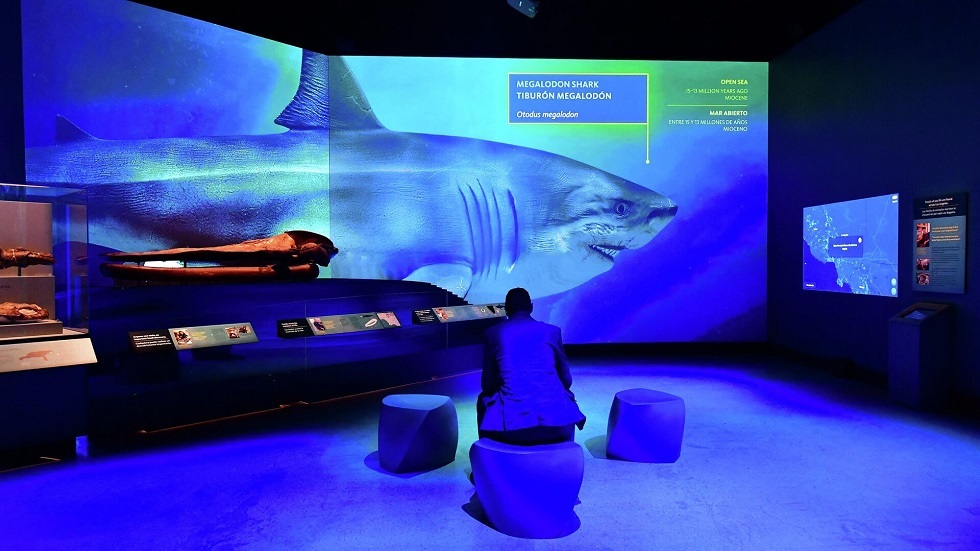 طفل ذو 8 سنوات يعثر على سن سمك القرش تعود إلى ما قبل التاريخ