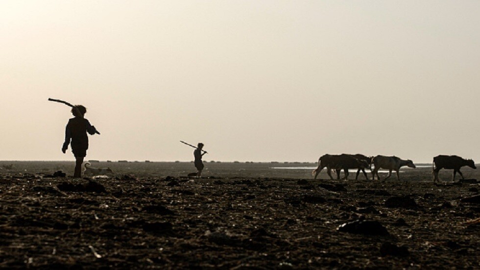 العراق.. جرحى بهجوم قطيع من الذئاب على قرية في محافظة ذي قار