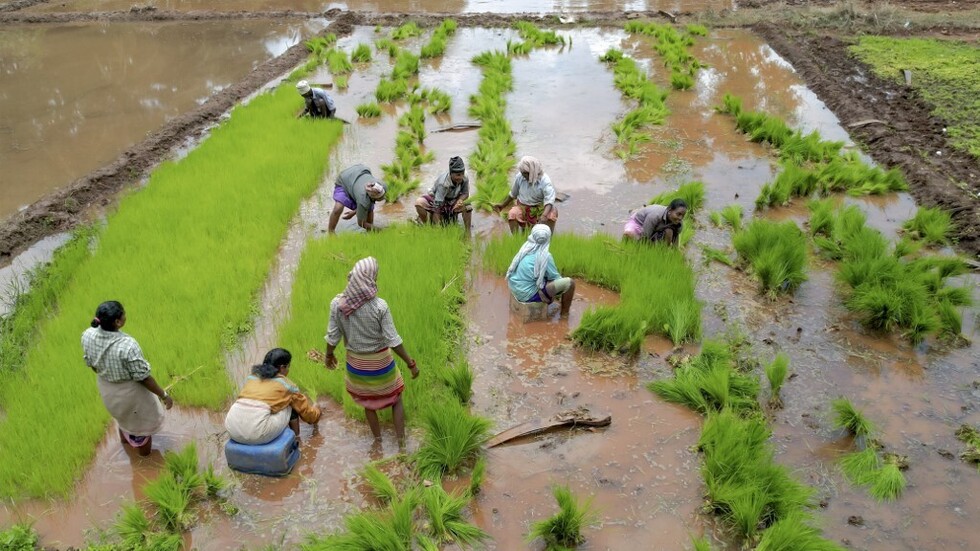 الهند تحظر صادرات الأرز المكسور