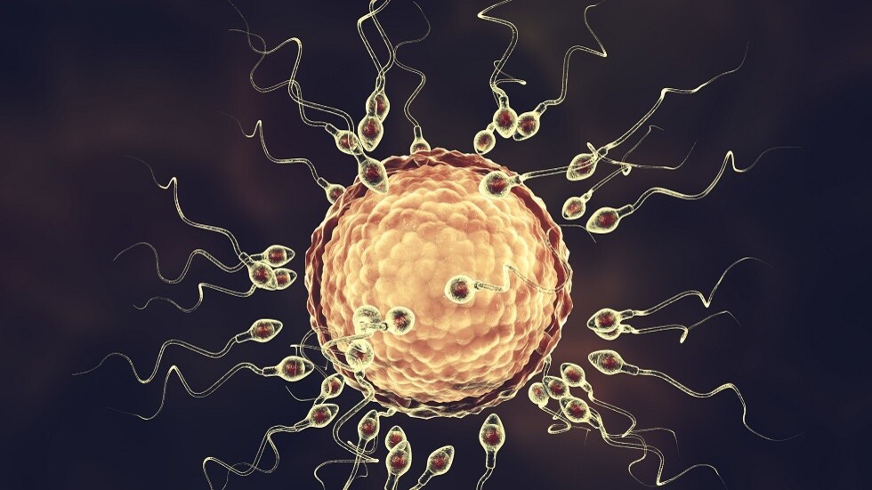 اكتشاف البروتين على بويضات الإنسان يلقي الضوء على العقم غير المبرر