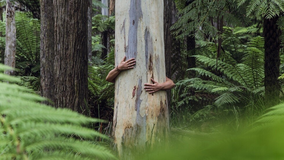 علماء يدرسون أشجار الأرض يصدرون تحذيرا صارخا للبشرية