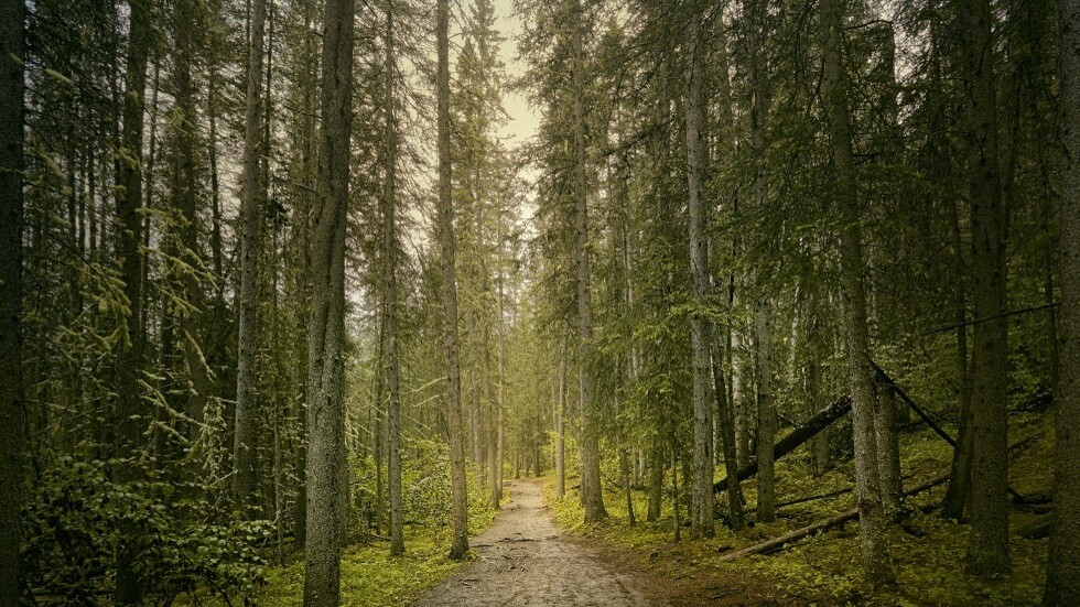 دراسة: تغير المناخ قد يعيق قدرة الغابات على سحب الكربون من الغلاف الجوي