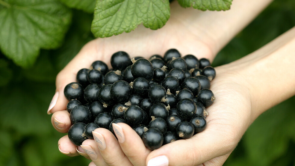 مركّبات "قوية" في "الكشمش الأسود" تقلل من خطر الإصابة بمرض مزمن