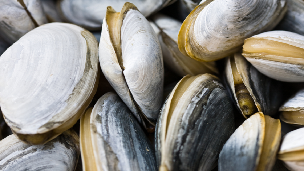 المحار يخبرنا لماذا انحدرت الأرض إلى عصر جليدي صغير منذ مئات السنين!