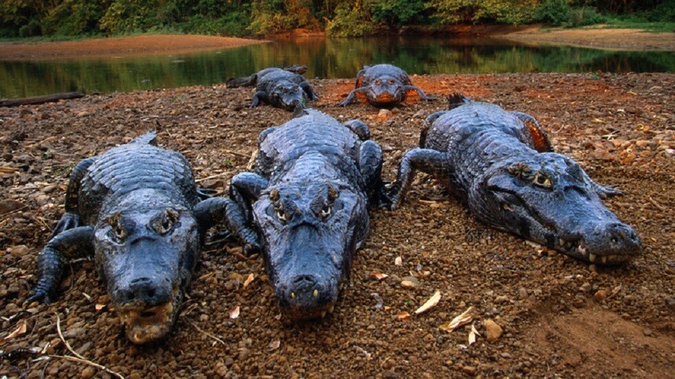 فيديو زواحف تحتل منطقة ساحلية يثير جدلا كبيرا!