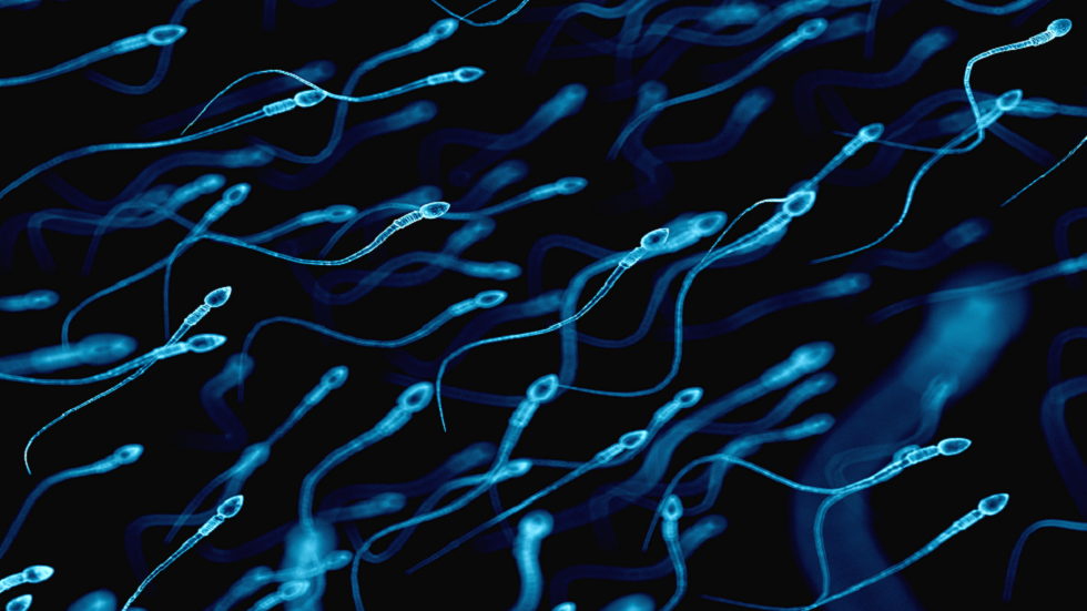 دراسة تكشف ما يساعد الحيوانات المنوية للوصول إلى البويضة بكفاءة وسرعة أكبر!
