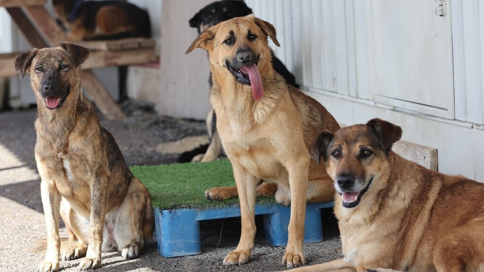 الجزائر.. ‫تسجيل أكثر من 100 ألف عضة حيوان خلال سنة 2021