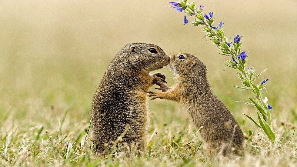 دراسة: القوارض ناقل رئيسي للفطريات الخطرة