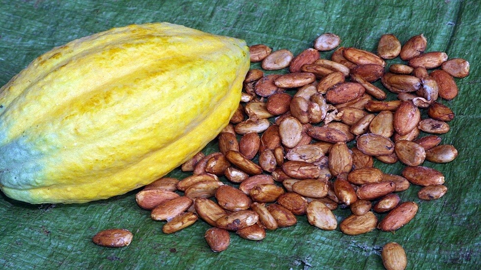 اكتشاف أدلة جديدة على استهلاك المايا للكاكاو