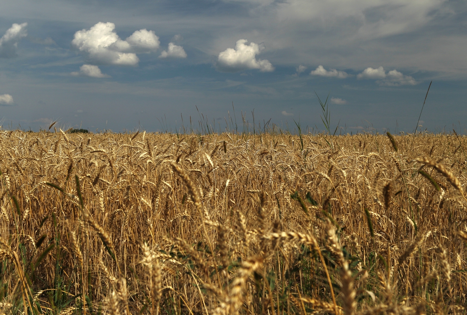 اتحاد الحبوب الروسي يتقدم بطلب لبوتين حول صادرات الحبوب