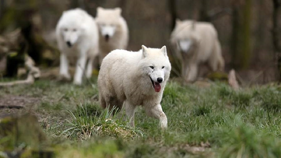 الصينيون أول من استنسخ الذئب القطبي في العالم