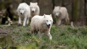 الصينيون أول من استنسخ الذئب القطبي في العالم