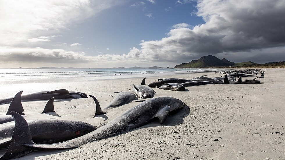 نفوق 477 حوتا علقت على شاطئين نائيين في نيوزيلندا