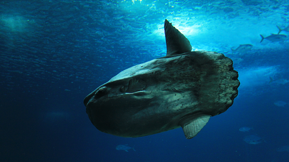 سمكة شمس "عملاقة" تحقق رقما قياسيا عالميا جديدا!