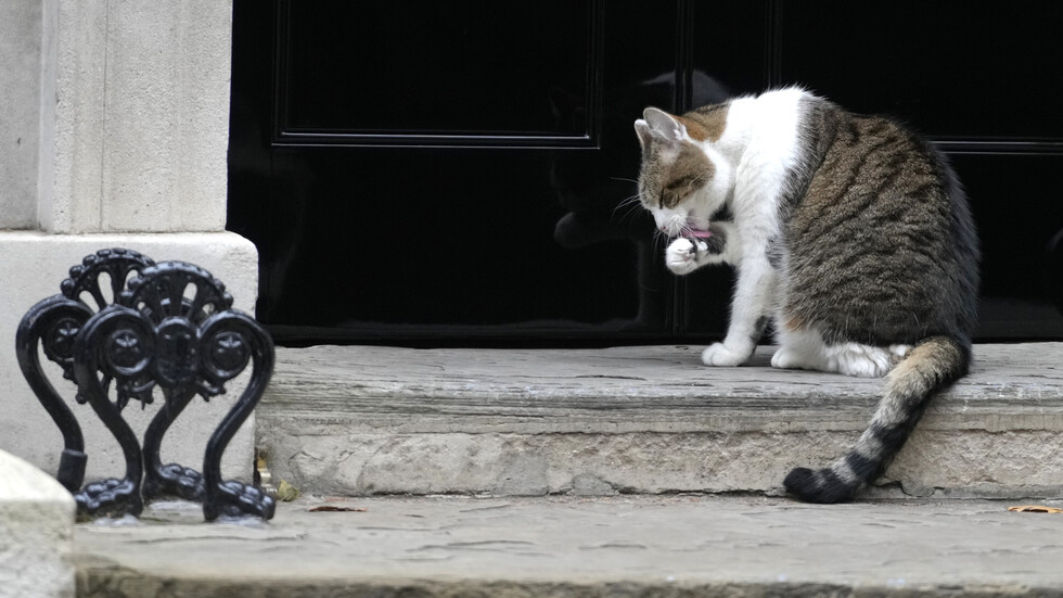 القط لاري: ليز تراس رئيسة وزراء سابقة.. لكنها لا تعلم بعد!