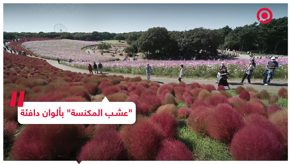 حدائق أعشاب "كوتشيا" تتلون بألوان نابضة بالحياة