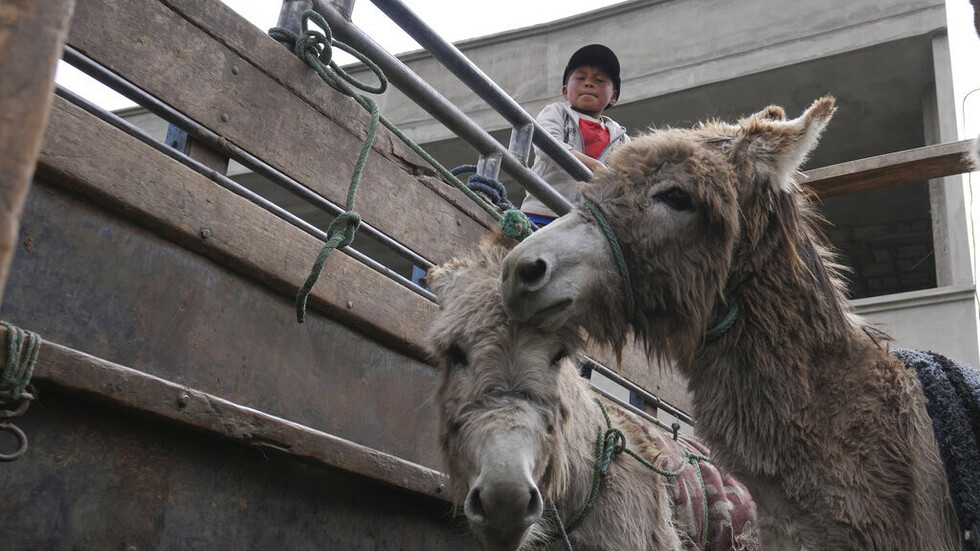 الجزائر.. اكتشاف مذبح للحمير بمزرعة في وهران