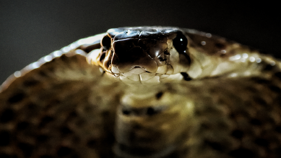 "ملك الكوبرا" القاتل يحقق هروبا مرعبا في حديقة حيوان سويدية!