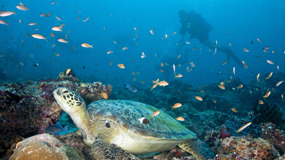 مخلوقات بحرية كان يعتقد أنها صامتة تصدر أصواتا سرية 