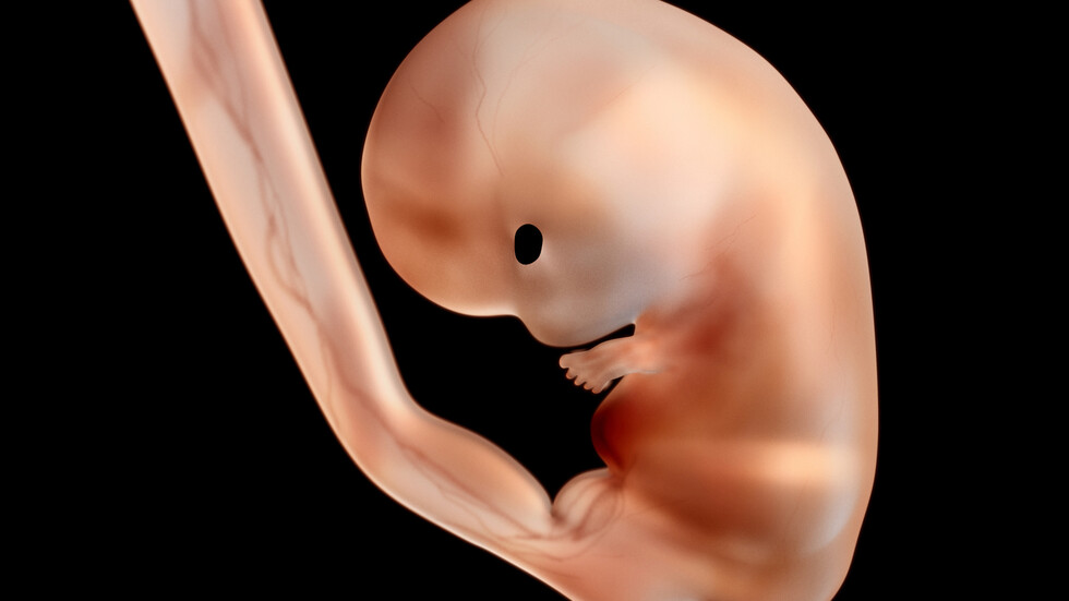 شركة إسرائيلية تنوي إنشاء أجنة بشرية من الخلايا الجذعية في "رحم ميكانيكي" وسط جدل أخلاقي