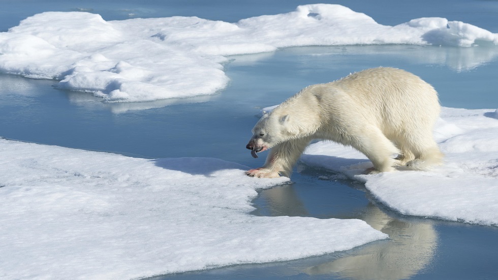 التغيرات المناخية قد تؤدي إلى انقراض الدب القطبي