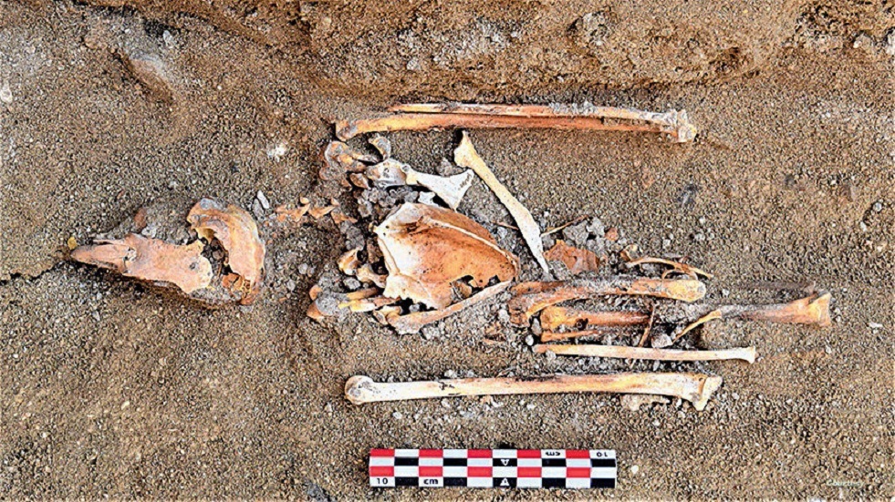 ضريح الصقر.. اكتشاف أثري جديد في مصر يثير الحيرة