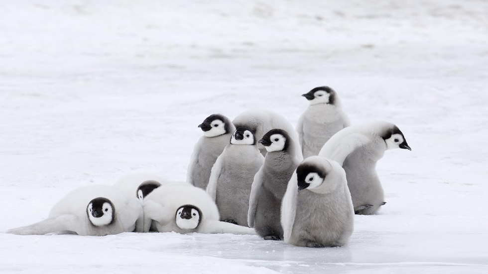 الاحتباس الحراري سيؤدي إلى انقراض البطريق في شرق القارة القطبية الجنوبية