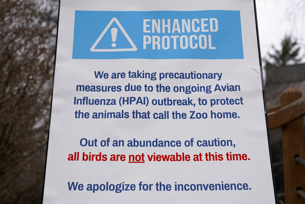 إنفلونزا الطيور.. إعلان منطقة وقائية في جميع أنحاء بريطانيا العظمى