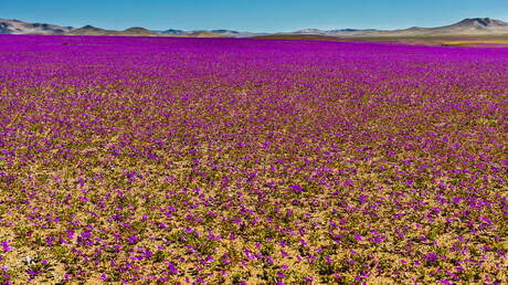 ما السر وراء الإزهار المذهل في الصحراء الأكثر جفافا في العالم؟