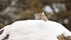 Camera tracks Canadian black lynx for the first time!