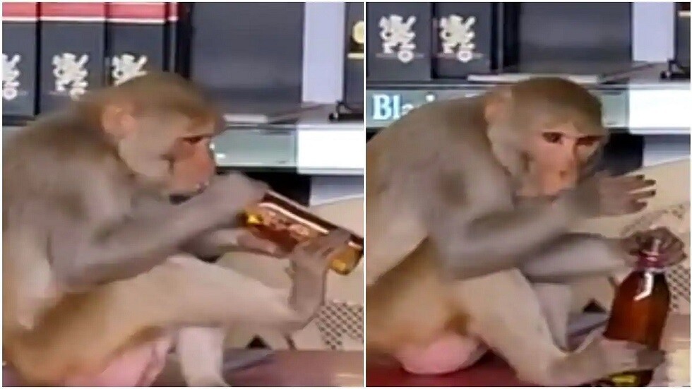 قرد مدمن على الكحول يسرق متاجر الخمور (فيديو)