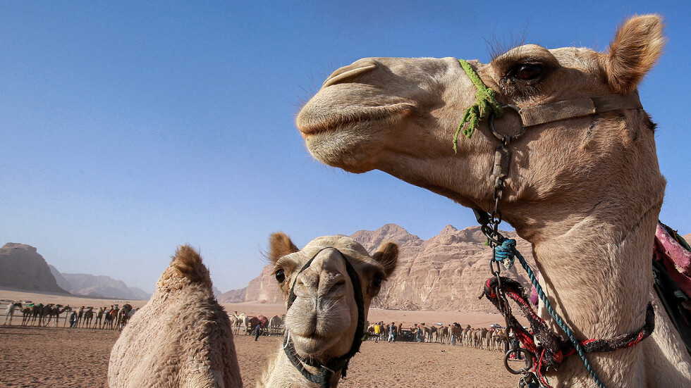 أخصائي أردني يحذر: بول البعير يحتوي كمية عالية من السموم