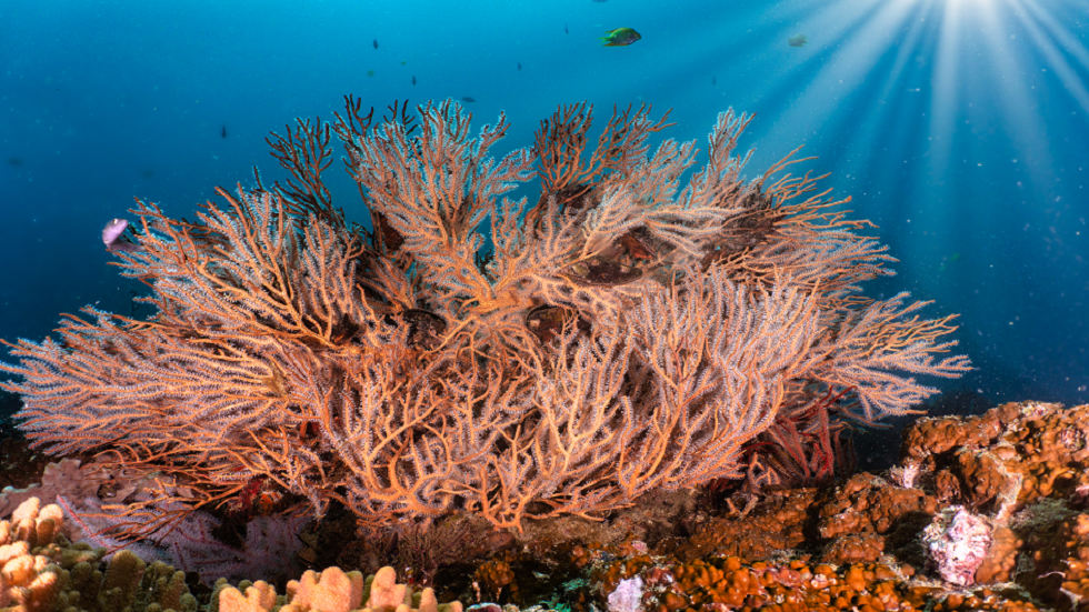 اكتشاف لا يصدق عن أول حيوانات نمت هيكلا عظميا!