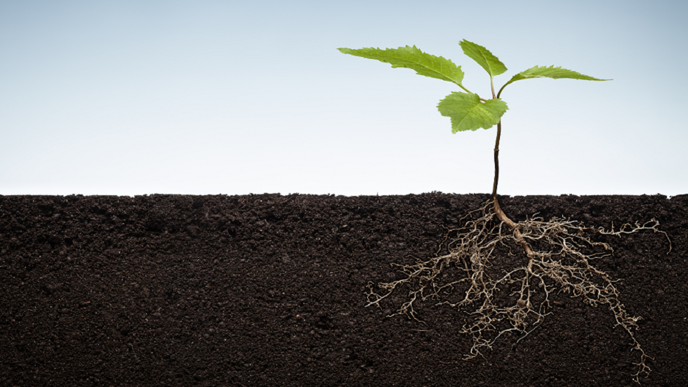 المستويات المتزايدة من ثاني أكسيد الكربون تمثل الكثير من الأشياء الجيدة للنباتات!