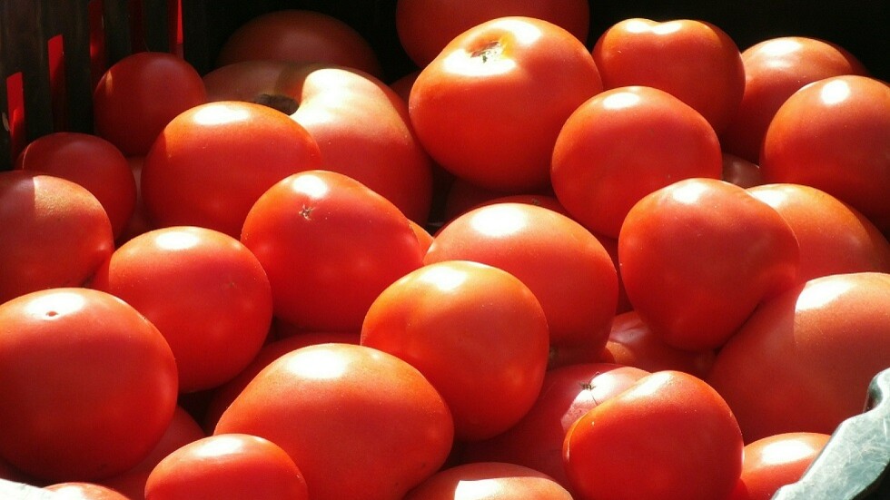 الروس ينجحون بإنتاج خضروات في القطب الجنوبي بتقنية الزراعة المائية