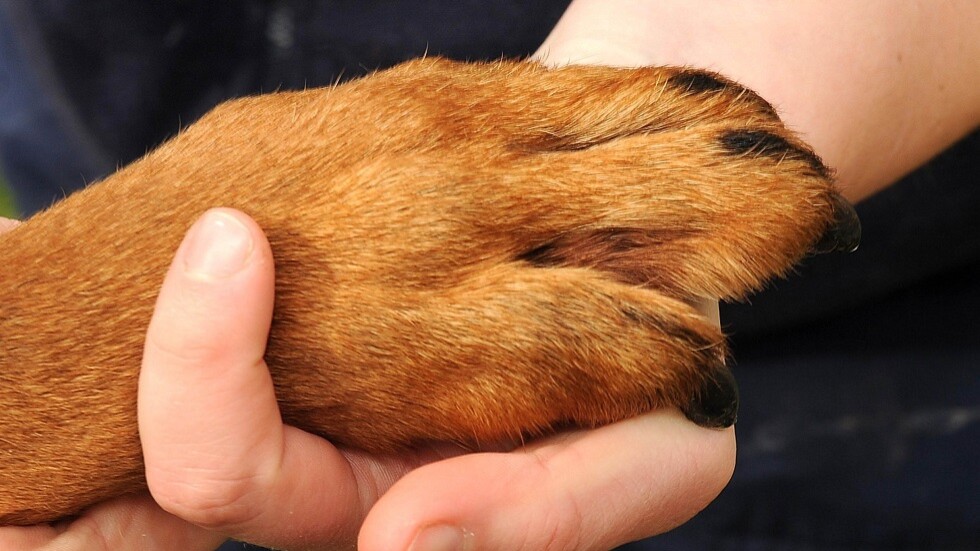 الغلاء المعيشي في بريطانيا يطال الكلاب الأليفة  بوتيرة مخيفة