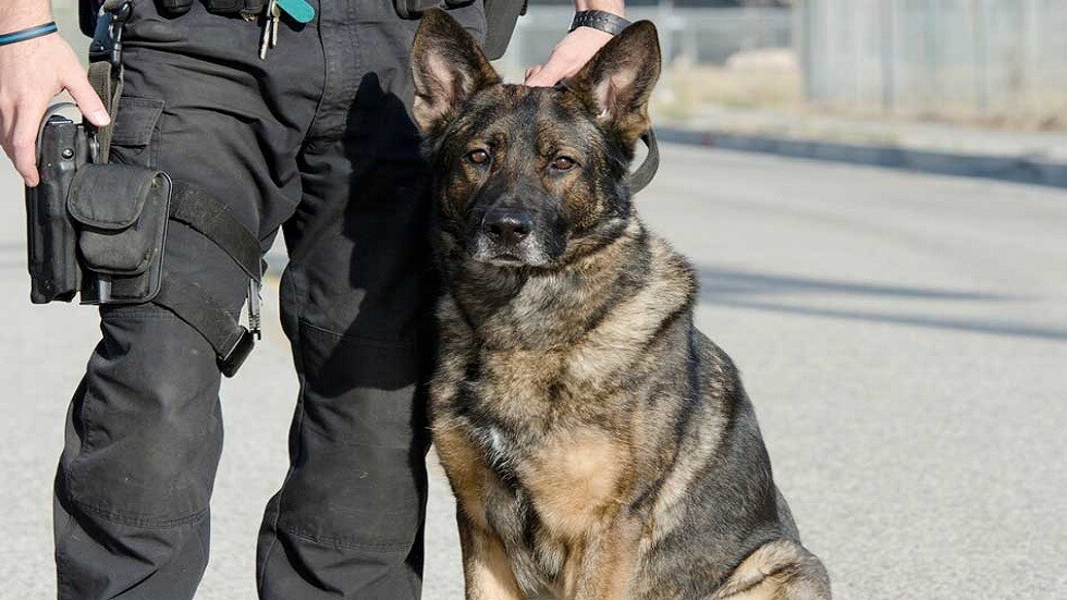 أستراليا.. كلب بوليسي يهاجم صبيا مكبلا بعد اعتقاله من طرف الشرطة