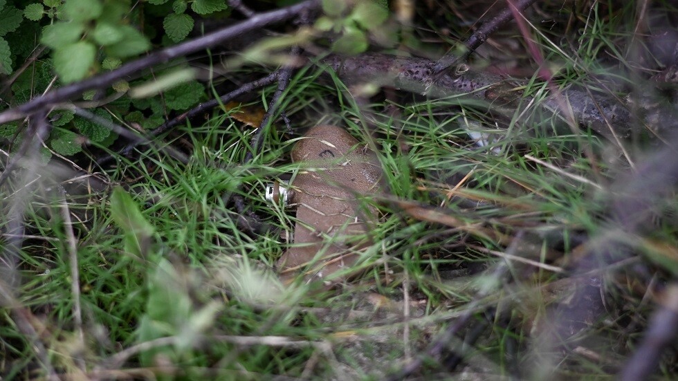 الخارجية الروسية: الغرب يتجاهل استخدام كييف للألغام المضادة للأفراد