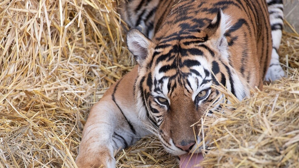 نمر يقتل شريكته بعضة مميتة