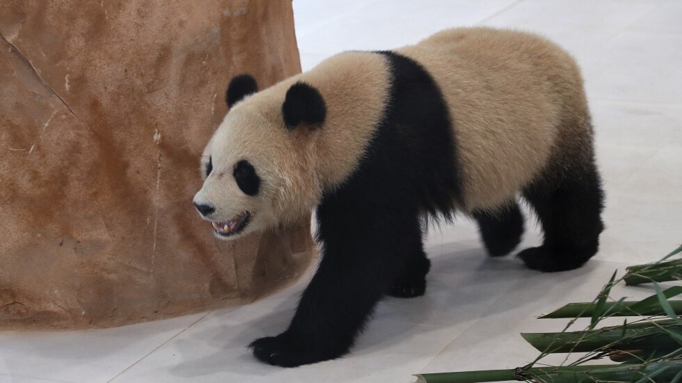 مونديال قطر.. الباندا 