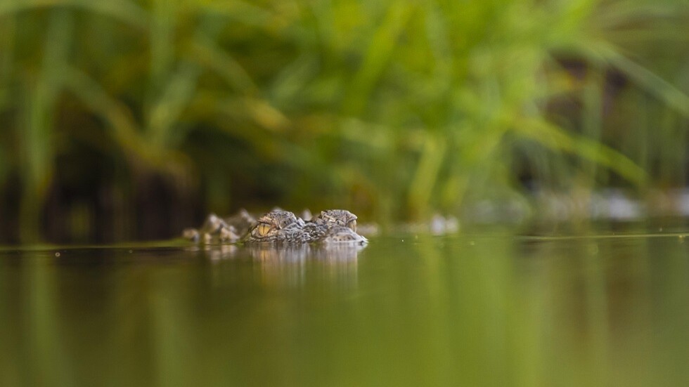 "غوستاف" المرعب.. غموض يحيط بمصير تمساح عمره 100 عام أكل أكثر من 300 شخص (صور)
