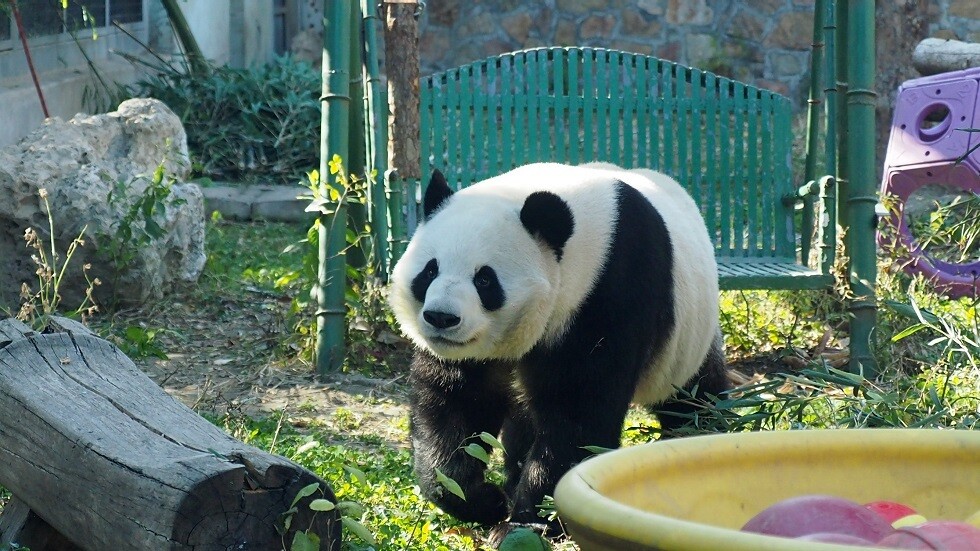 أصاب في توقعاته لمباراة قطر.. الباندا