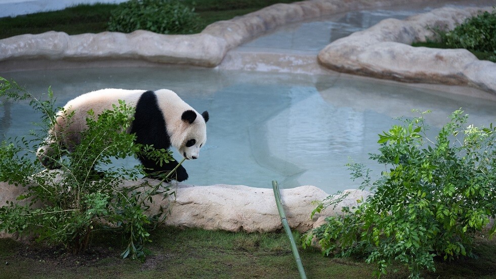 الباندا "سهيل" يتوقع نتيجة مباراة فرنسا وأستراليا (فيديو)