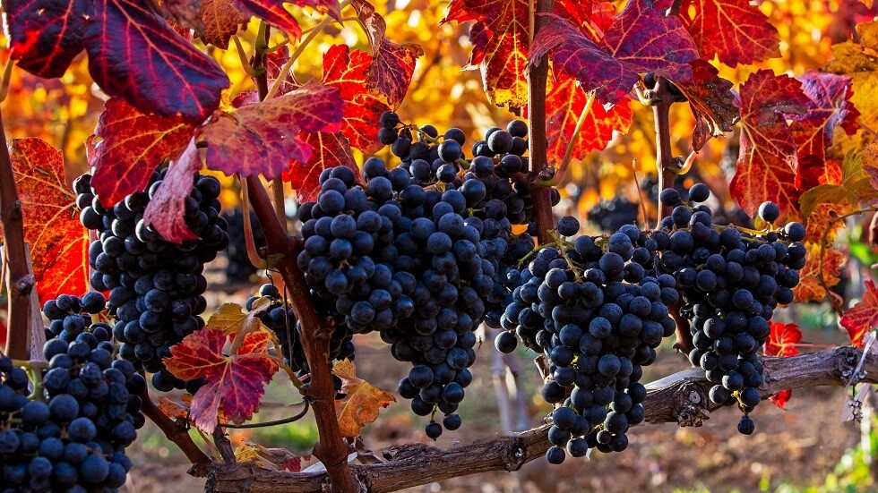 روسيا لديها أكبر قاعدة بيانات جينية للعنب في العالم