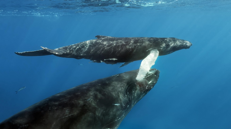 الحيتان الضخمة تبتلع يوميا 10 ملايين من دقائق البلاستيك