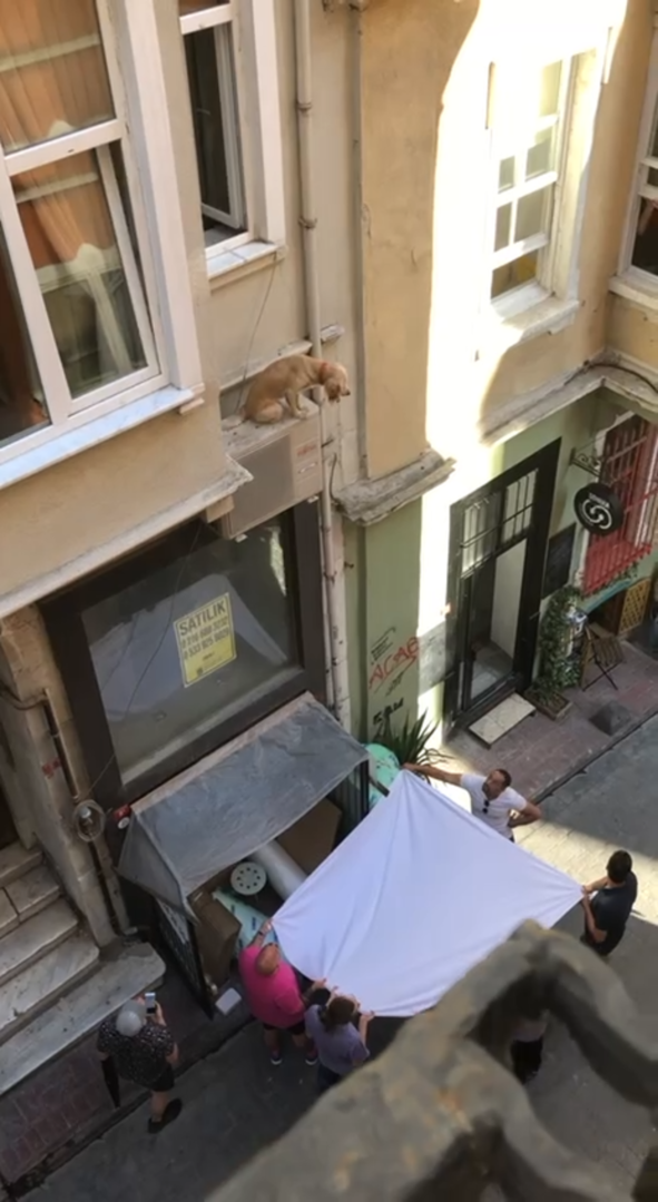 عملية إنقاذ مثيرة لكلب في إسطنبول