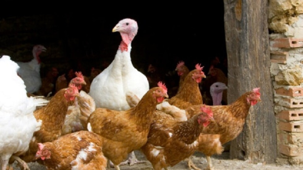اليابان تقضي على 150 ألف دجاجة بسبب إنفلونزا الطيور